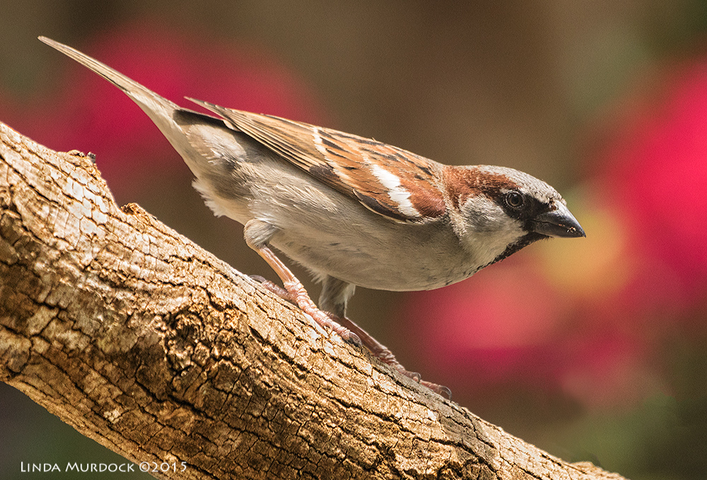 House Sparrow at my house Sony A77II with Sony 70-400 G2 f/5.6 1/800 sec ISO 1250