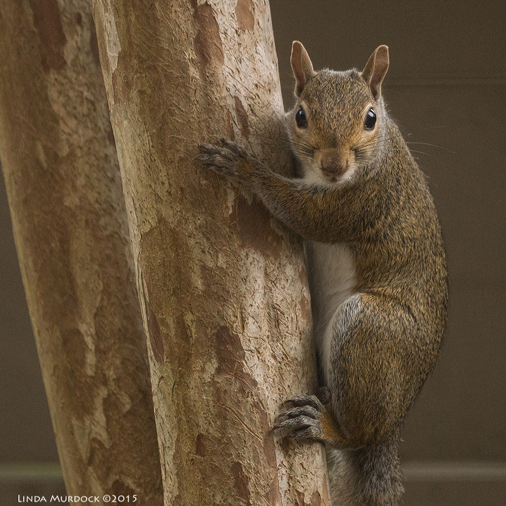 Young Eastern Gray Squirrel impersonating a Koala Bear Sony A77II with Sony 70-400 G2 f/6.3 1/800 sec ISO 1600