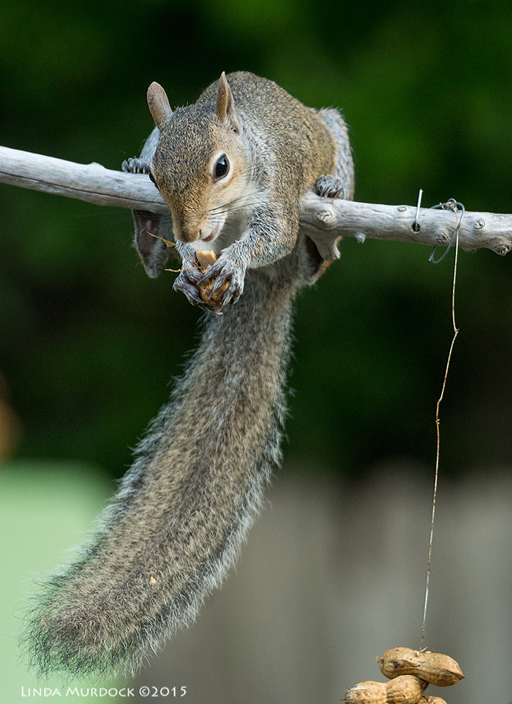 Squirrel thief enjoying his spoils Sony A77II with Sony 70-400 G2 f/5.6 1/200 sec ISO 1250
