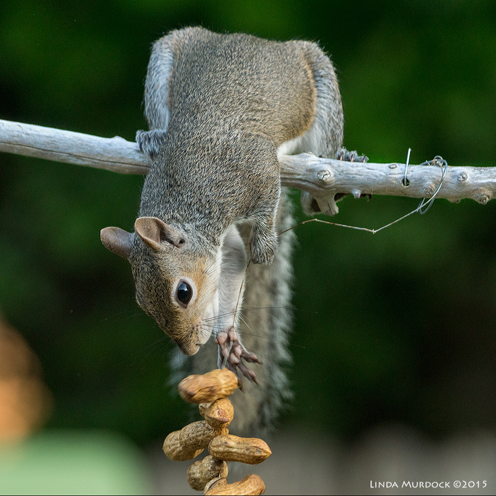 No deterrence for determined Eastern Gray Squirrel Sony A77II with Sony 70-400 G2 f/5.6 1/200 sec ISO 1250