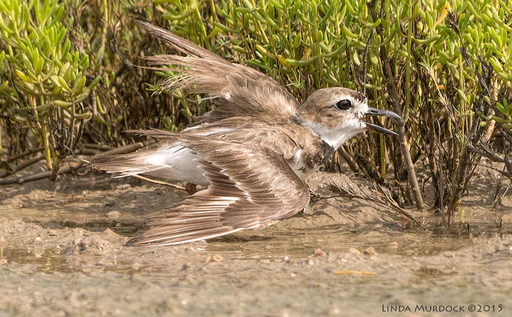 Male Wilson's Plover pretending to have a broken wing Sony A77II with Sony 70-400 G2 f/7.1 1/2000 sec ISO 640