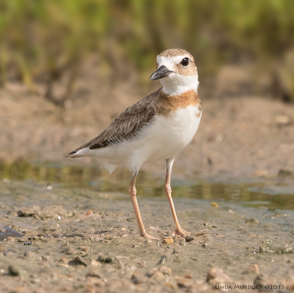 Young Wilson's Plover non-breeding with reddish brown small collar Sony A77II with Sony 70-400 G2 f/7.1 1/2000 sec ISO 640