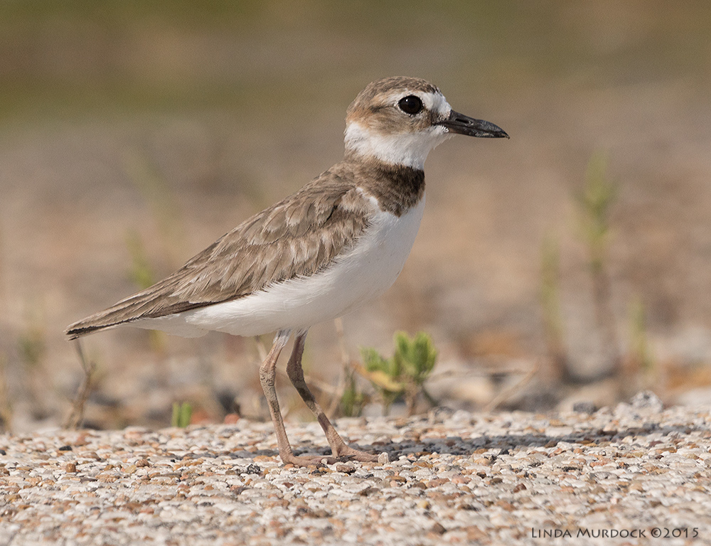 Female Wilson's Plover Sony A77II with Sony 70-400 G2 f/7.1 1/2500 sec ISO 640