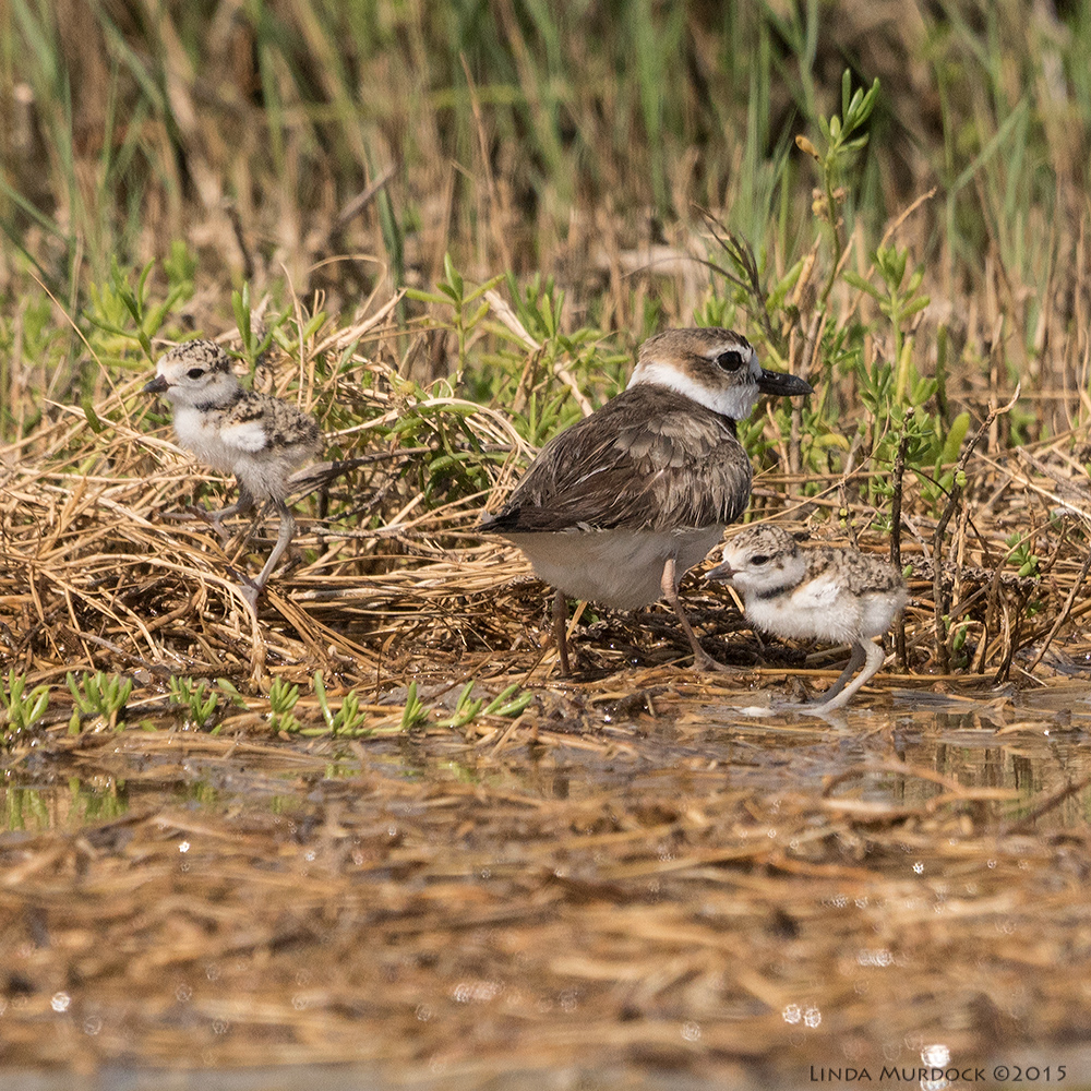 Two of the smallest chicks I have ever seen Sony A77II with Sony 70-400 G2 f/7.1 1/2500 sec ISO 640