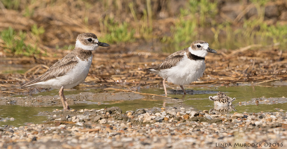 Parents watching chick cross the puddle Sony A77II with Sony 70-400 G2 f/7.1 1/2500 sec ISO 640