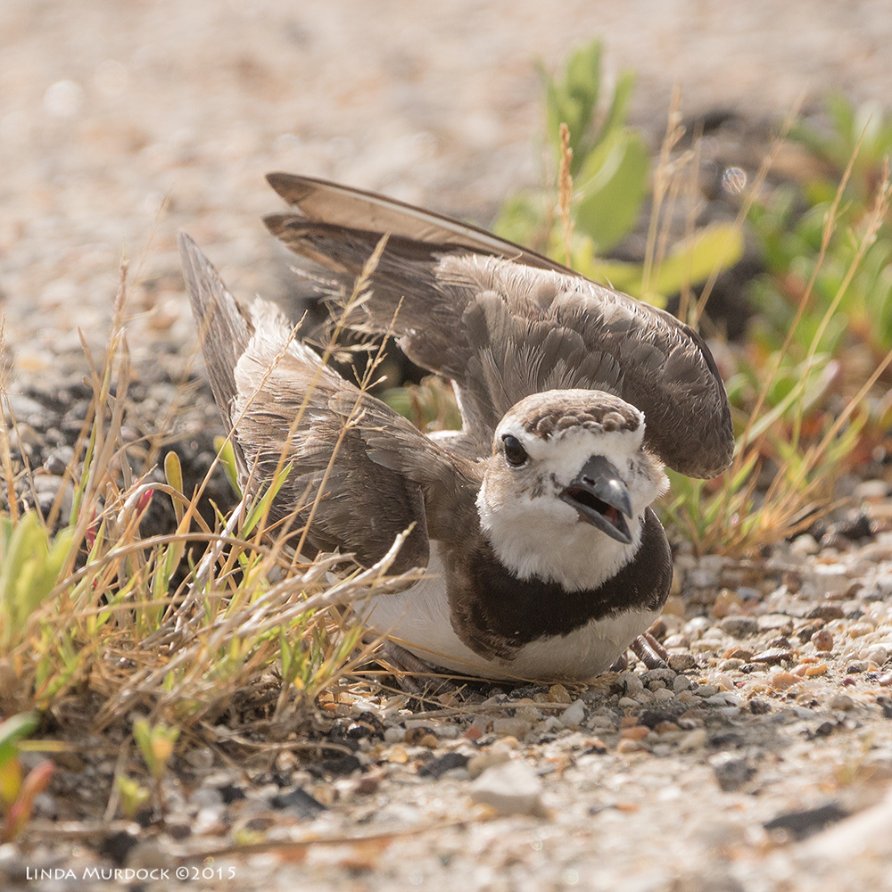 Wilson's Plover in full distraction display Sony A77II with Sony 70-400 G2 f/5.6 1/1600 sec ISO 400