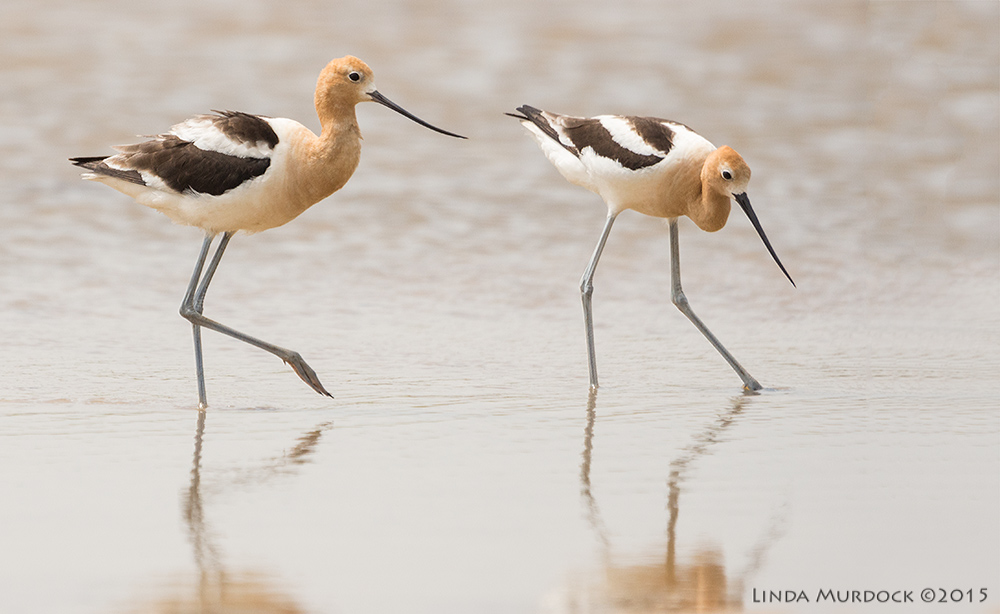 American Avocets on parade Sony A77II with Sony 70-400 G2 f/6.3 1/2000 sec ISO 500