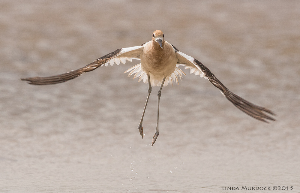 American Avocet taking off Sony A77II with Sony 70-400 G2 f/8.0 1/2000 sec ISO 500
