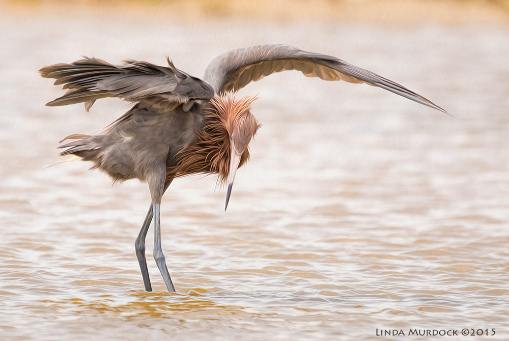 Reddish Egret shadowing to find fish - post processed with Fractalius and Photoshop Oil Paint Sony A77II with Sony 70-400 G2 f/5.6 1/2000 sec ISO 800
