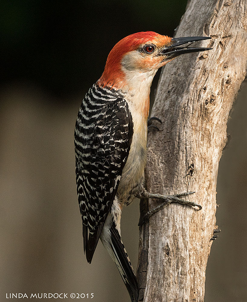 Red-bellied Woodpecker showing you his tongue - which is long and sticky Sony A77II with Sony 70-400 G2 f/7.1 1/500 sec ISO 800
