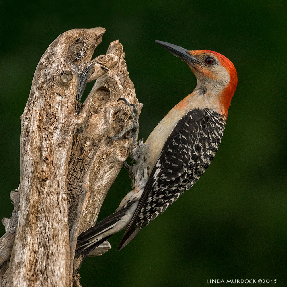 Rd-bellied Woodpecker profile Sony A77II with Sony 70-400 G2 f/7.1 1/500 sec ISO 800