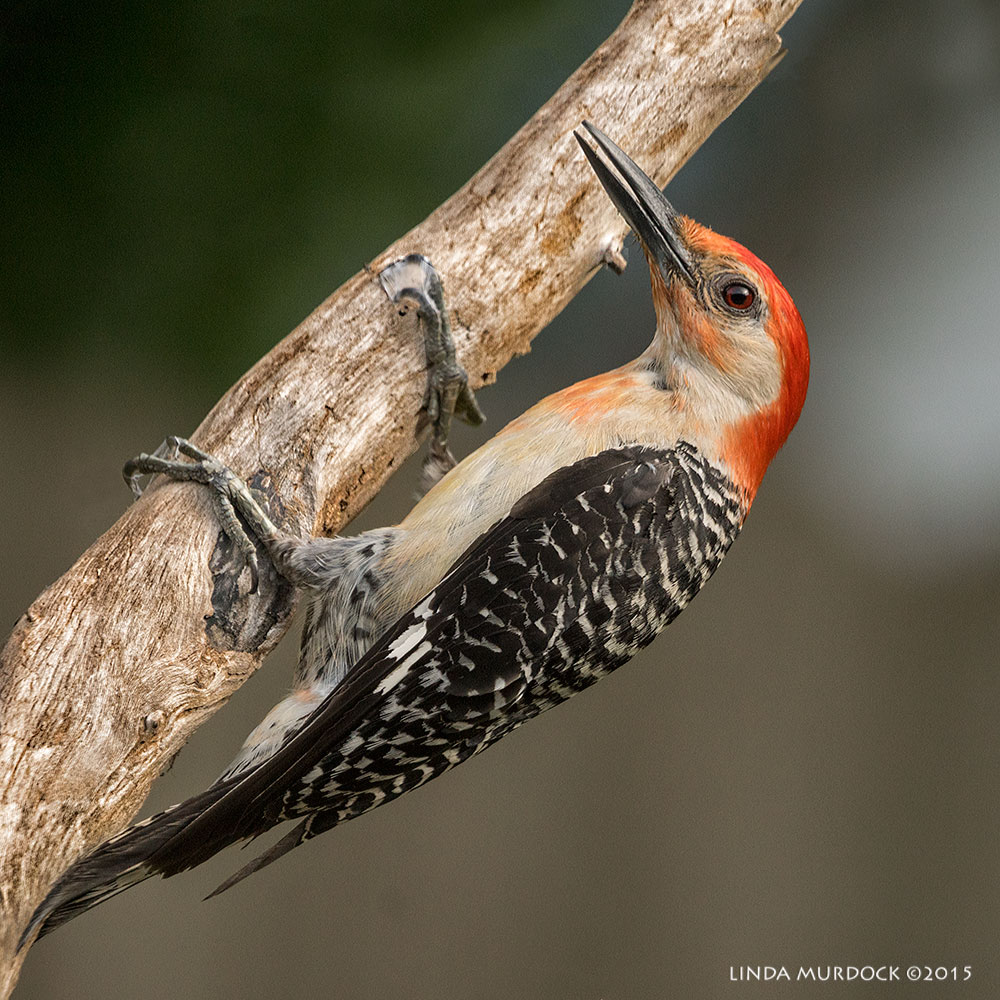 Red-bellied Woodpecker clinging to branch Sony A77II with Sony 70-400 G2 f/7.1 1/400 sec ISO 1000