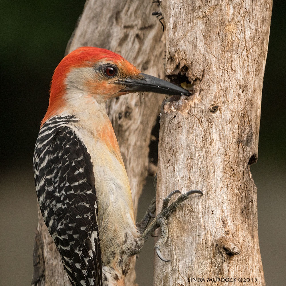 Woodpecker close-up; this cavity was filled with suet Sony A77II with Sony 70-400 G2 f/7.1 1/400 sec ISO 640