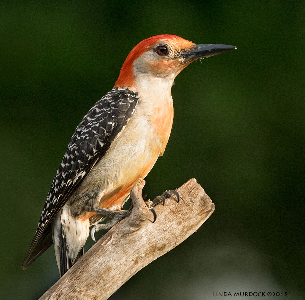 Perching Red-bellied Woodpecker showing you his red belly Sony A77II with Sony 70-400 G2 f/7.1 1/500 sec ISO 1000