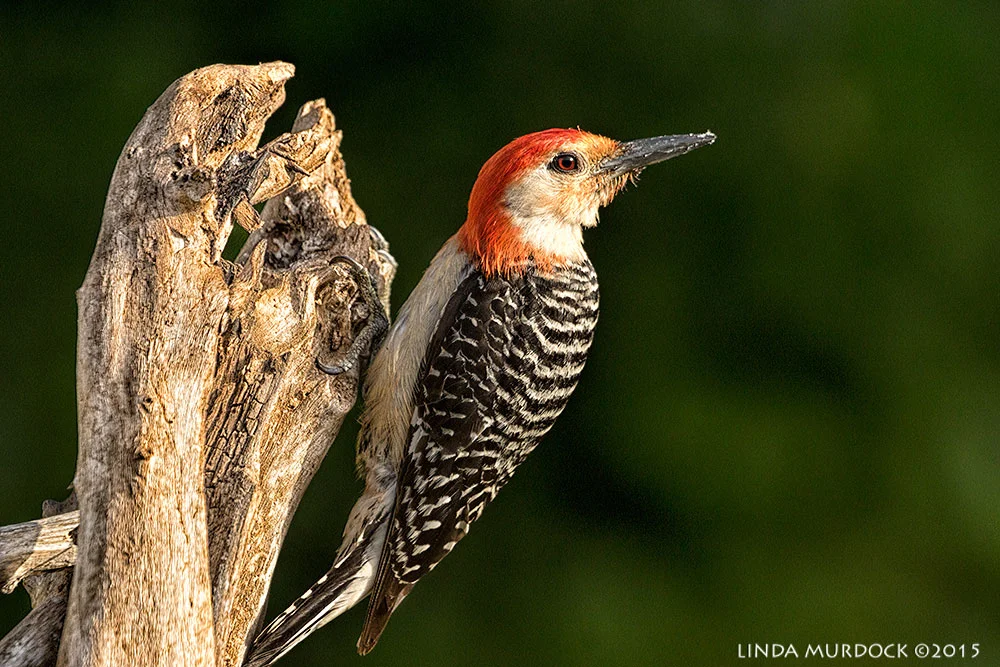 Red-bellied Woodpecker - notice how he uses his stiff tail for support Sony A77II with Sony 70-400 G2 f/7.1 1/500 sec ISO 1000