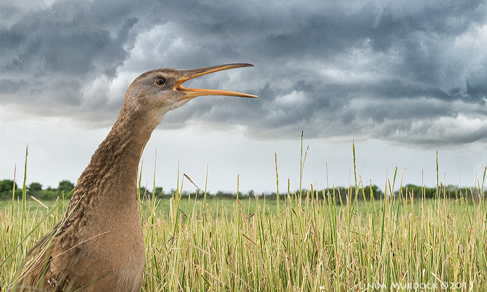 Clapper Rail cries a warning....