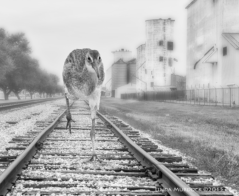 Clapper Rail on the rails...