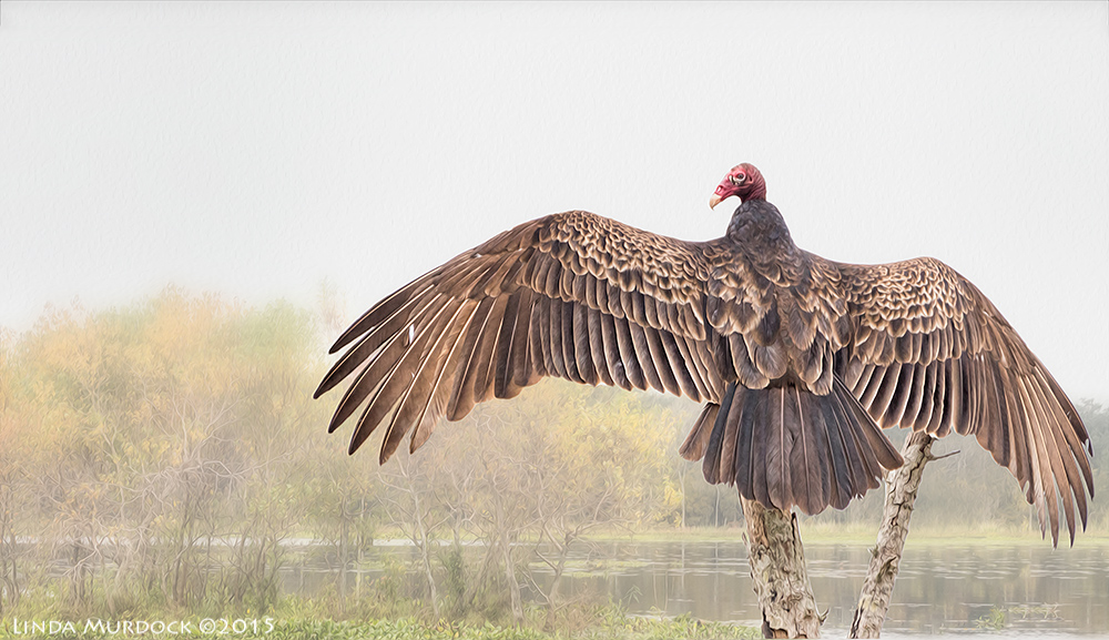 Turkey Vulture enjoying the sun...
