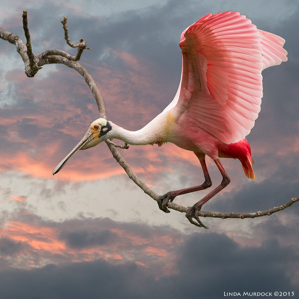 Roseate Spoonbill of my dreams...