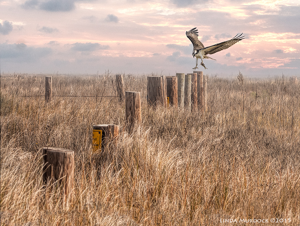 Osprey with his dinner...