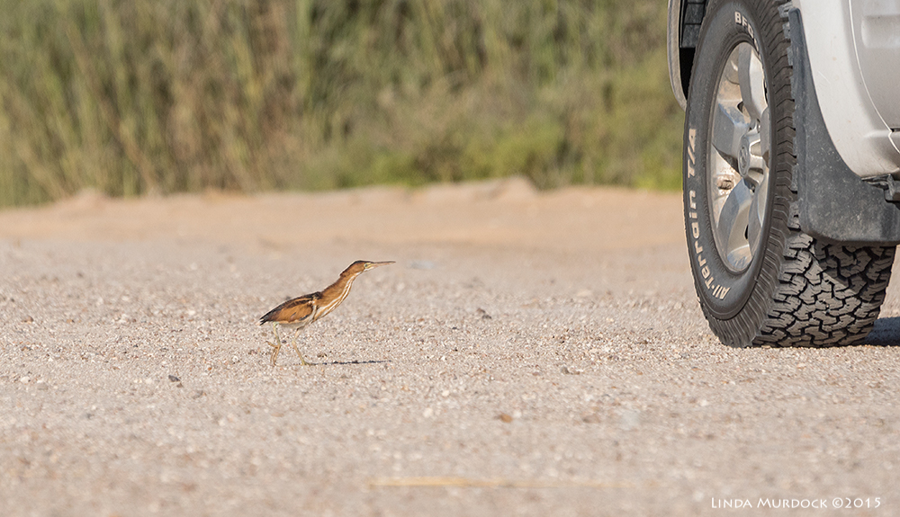 Least Bittern with truck for scale Sony A77II with Sony 70-400 G2 f/6.31/2000 sec ISO 640