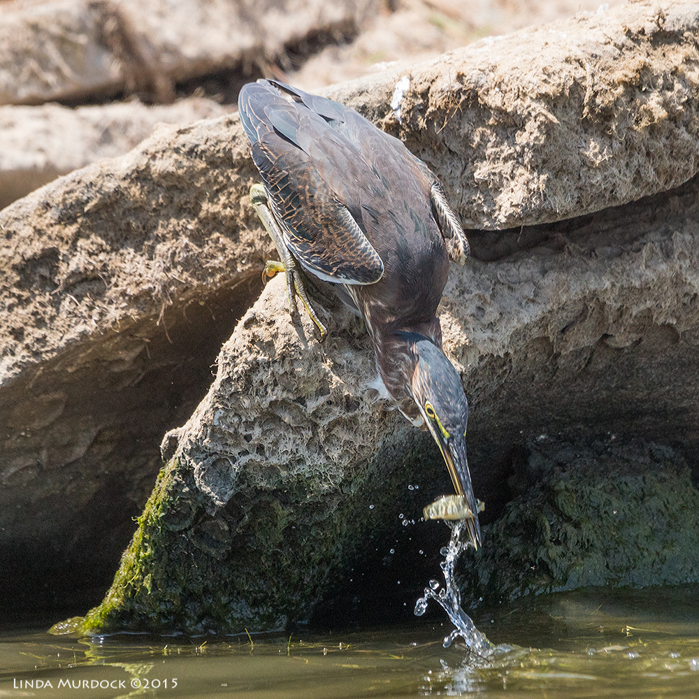 Green Heron stretches to grab a fish Sony A77II with Sony 70-400 G2 f/7.1 1/1000 sec ISO 640