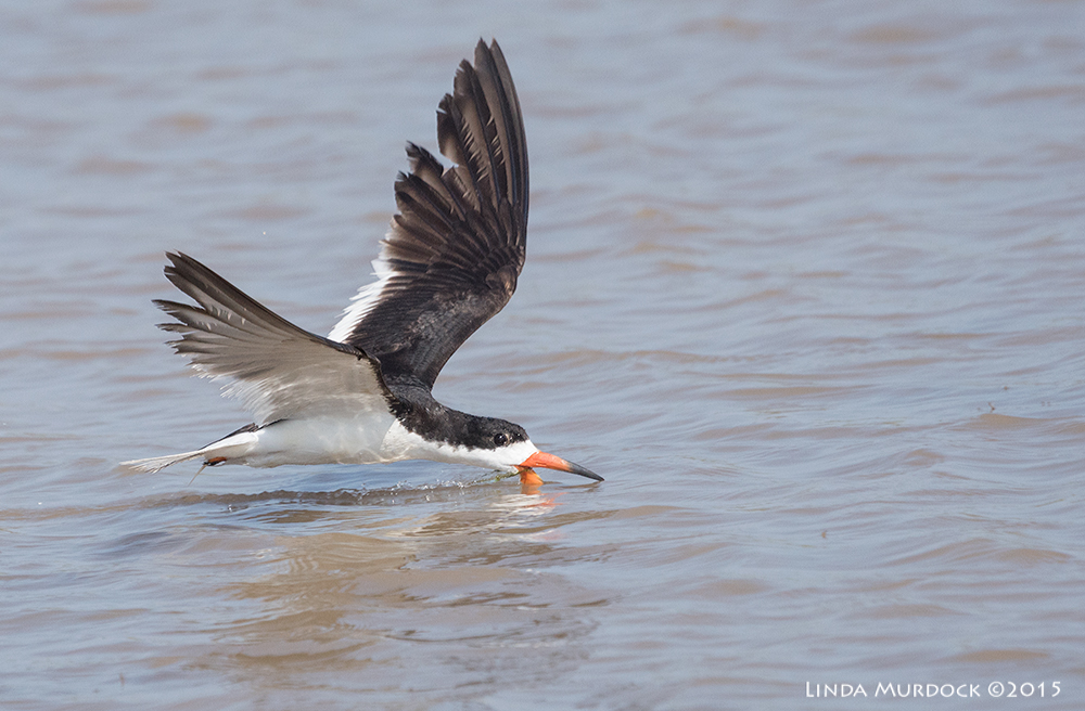 Black Skimmer looks like he is looking at me Sony A77II with Sony 70-400 G2 f/6.3 1/2000 sec ISO 640