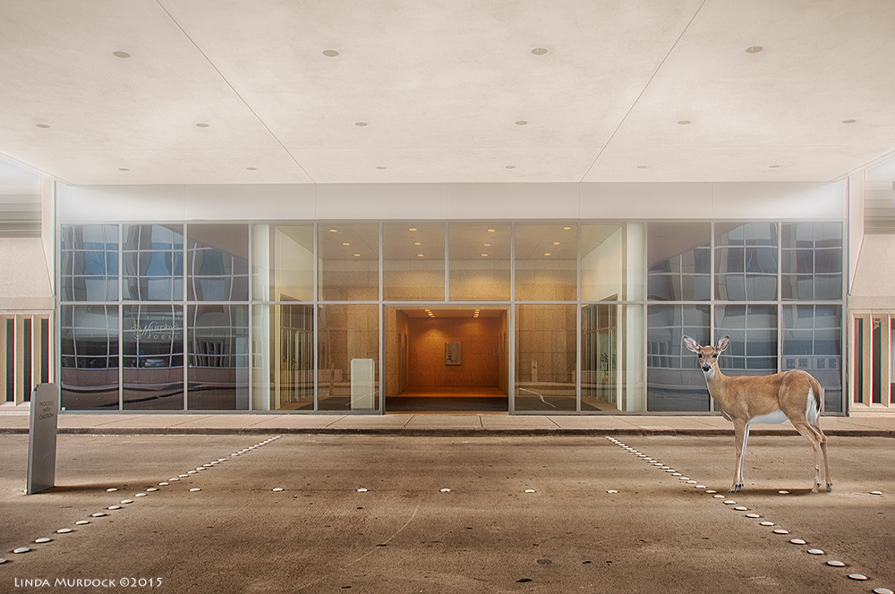 Urban Visitor Brazos Bend deer comes to the Galleria