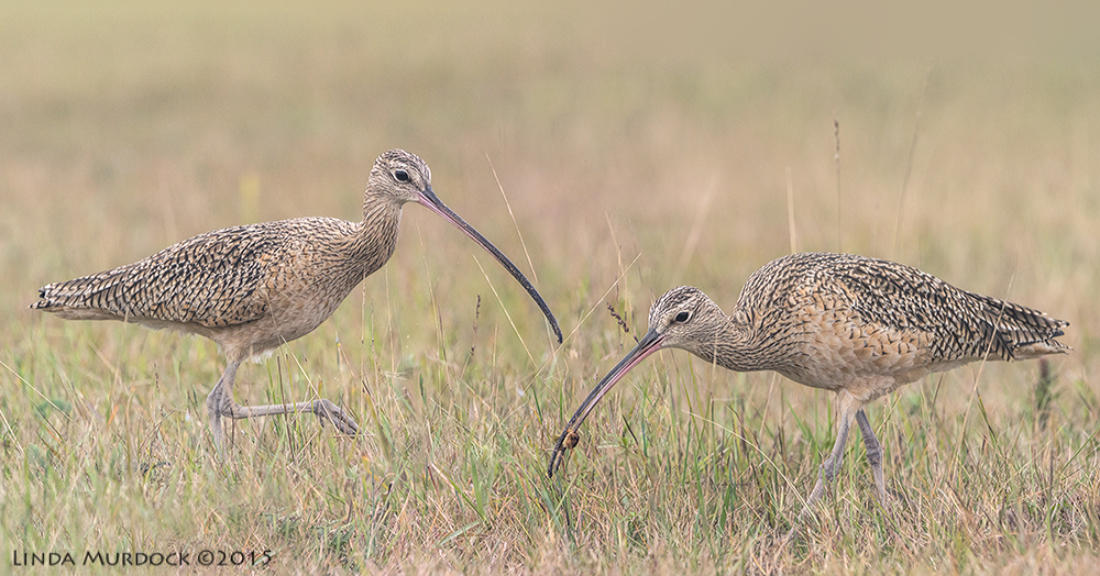 Composite Long-billed Curlews from last winter