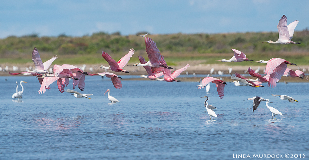 Spoonbills, Ibis, Great Egrets, Tri-colored Herons, Snowy Egrets crowded the ponds of Bryan Beach Sony A77II with Sony 70-400 G2 f/7.1 1/1600 sec ISO 640