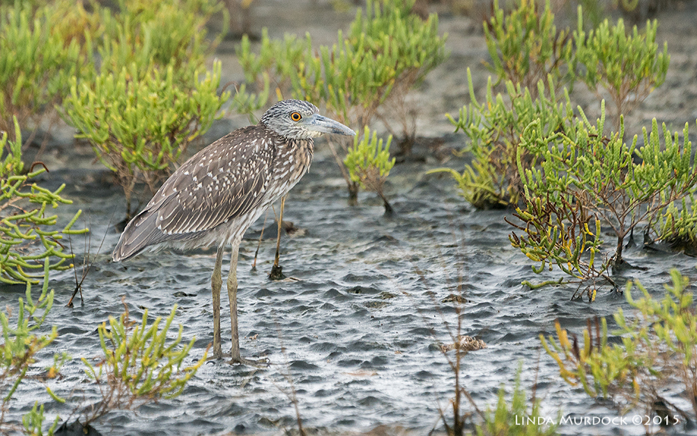 A young Yellow-crowned Night Heron huddled in the rain. Sony A77II with Sony 70-400 G2 f/5.6 1/800 sec ISO 1000