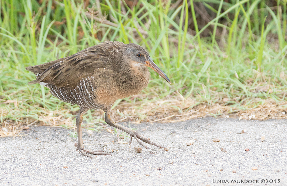 Clapper Rail tip-toeing down the road Sony A77II with Sony 70-400 G2 f/5.6 1/1250 sec ISO 1250