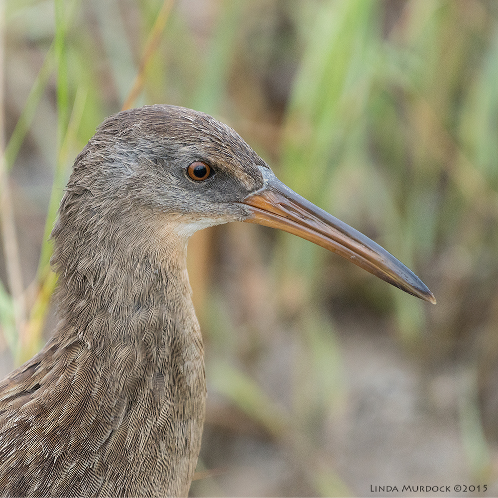 Clapper Rail portrait Sony A77II with Sony 70-400 G2 f/5.6 1/1250 sec ISO 1250
