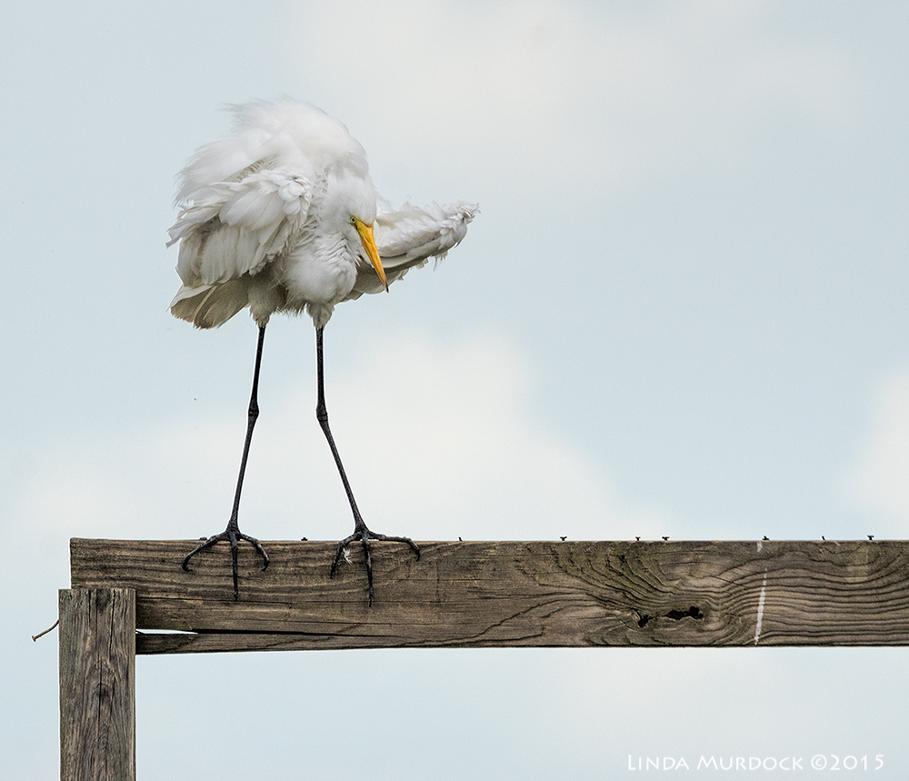 Great Egret in major fluff-up Sony A77II with Sony 70-400 G2 f/7.1 1/2000 sec ISO 800