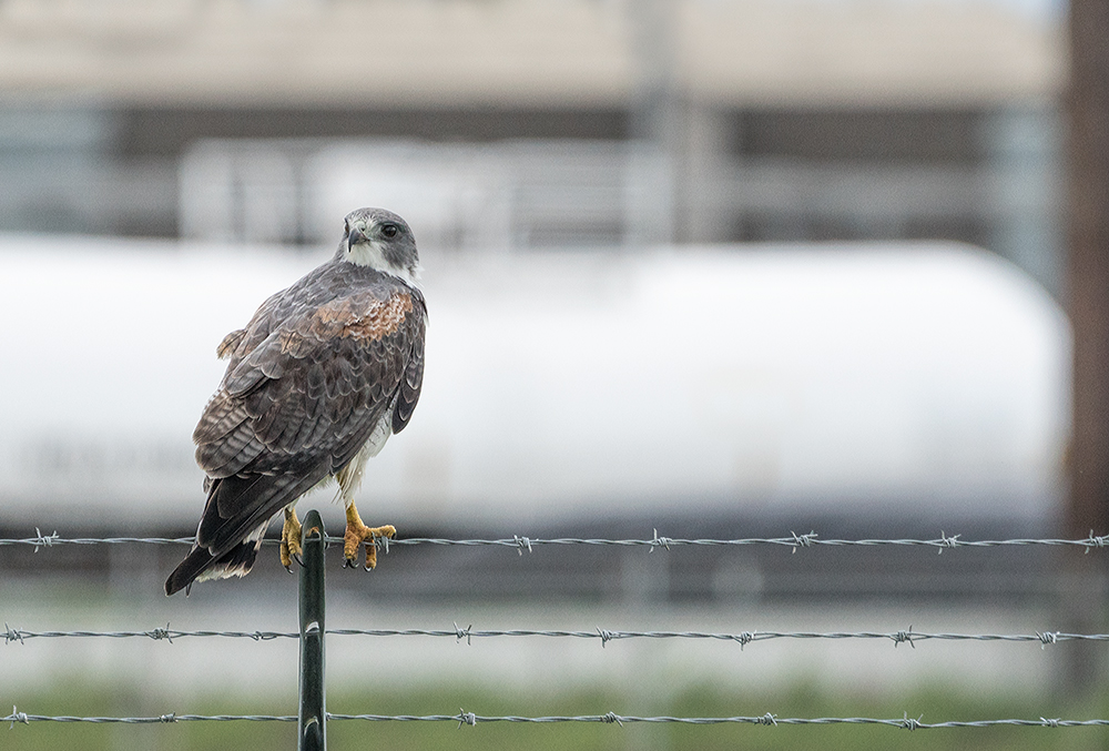 White-tailed Hawk near a refinery Sony A77II with Sony 70-400 G2 f/6.31/1250 sec ISO 800