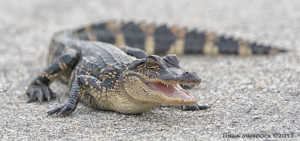 Super scary baby alligator Sony A77II with Sony 70-400 G2 f/7.11/800 sec ISO 1250