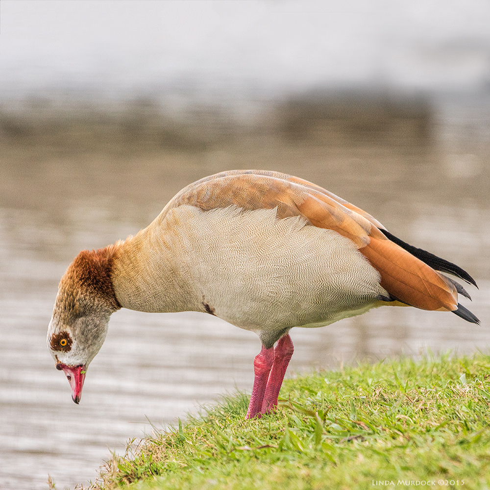 Egyptian Goose