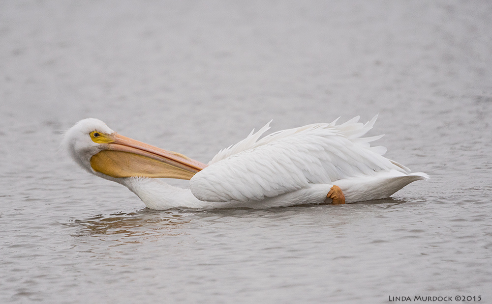 White Pelican taking it easy