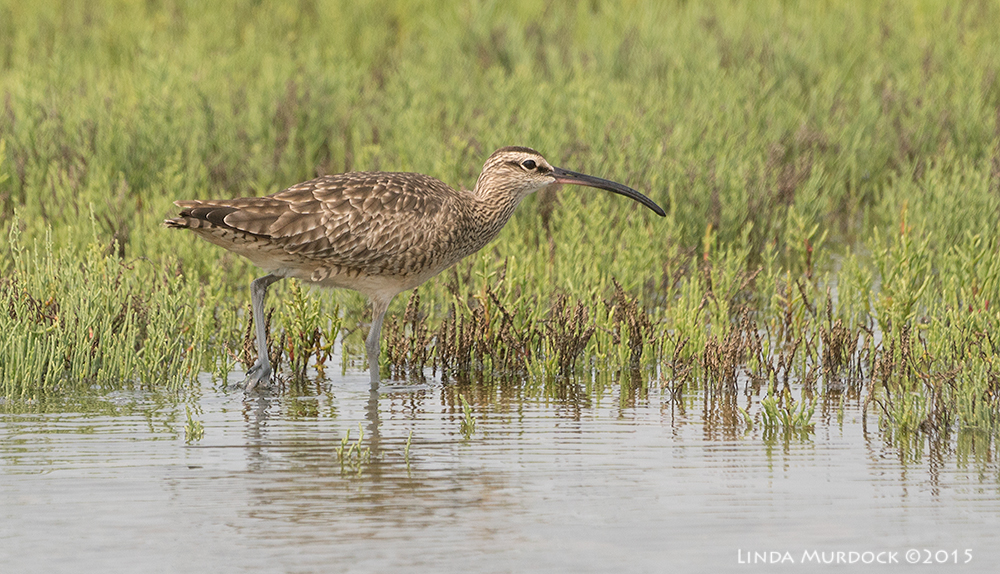 Whimbrel in the glasswort Sony A77II with Sony 70-400 G2 f/6.3 1/1600 sec ISO 400