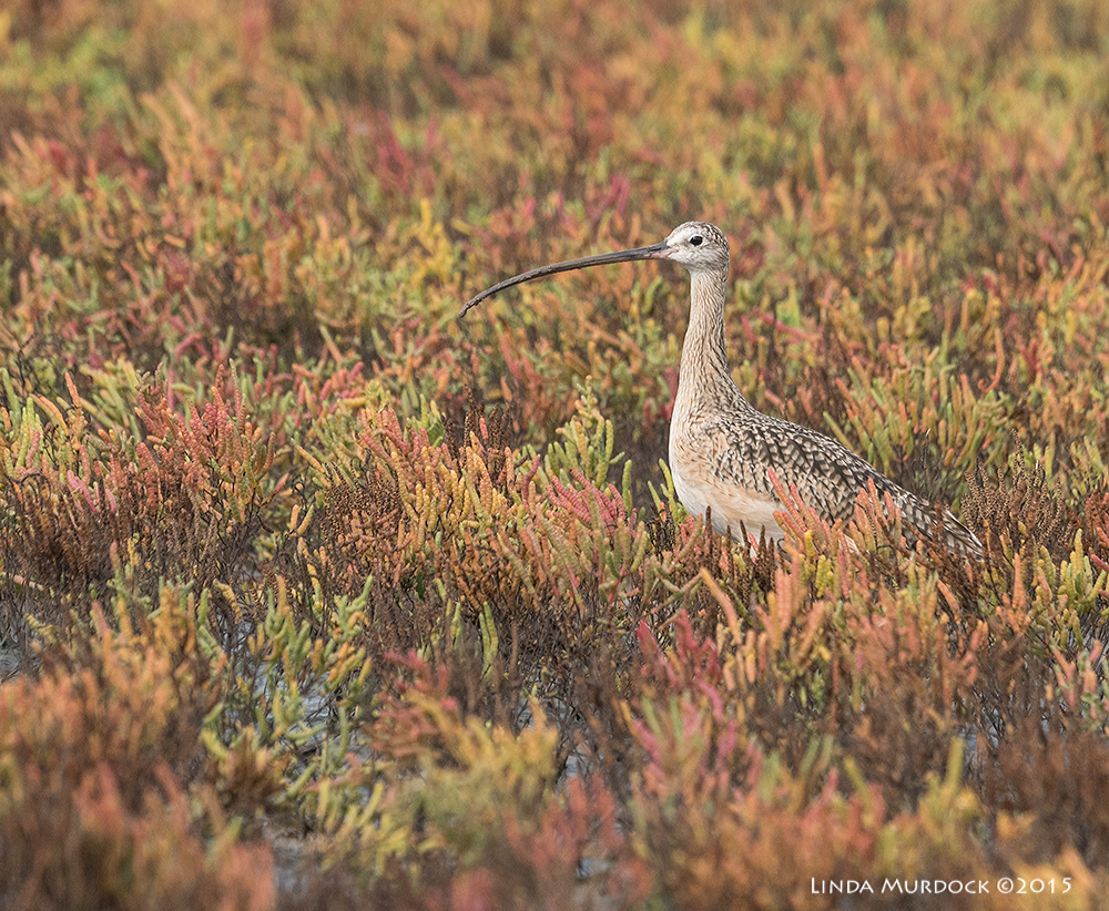 Long-billed Curlew in the glasswort Sony A77II with Sony 70-400 G2 f/7.1 1/1250 sec ISO 800
