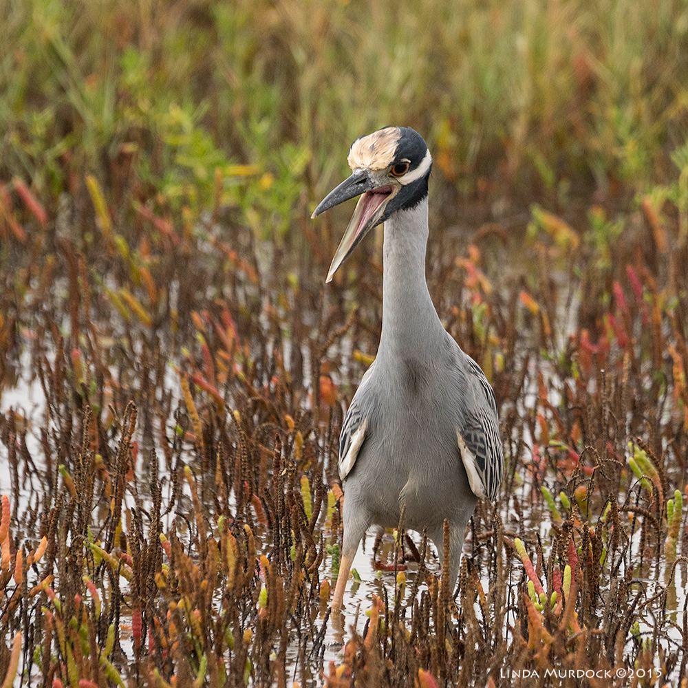 Yellow-crowned Night Heron Sony A77II with Sony 70-400 G2 f/6.3 1/1600 sec ISO 1000