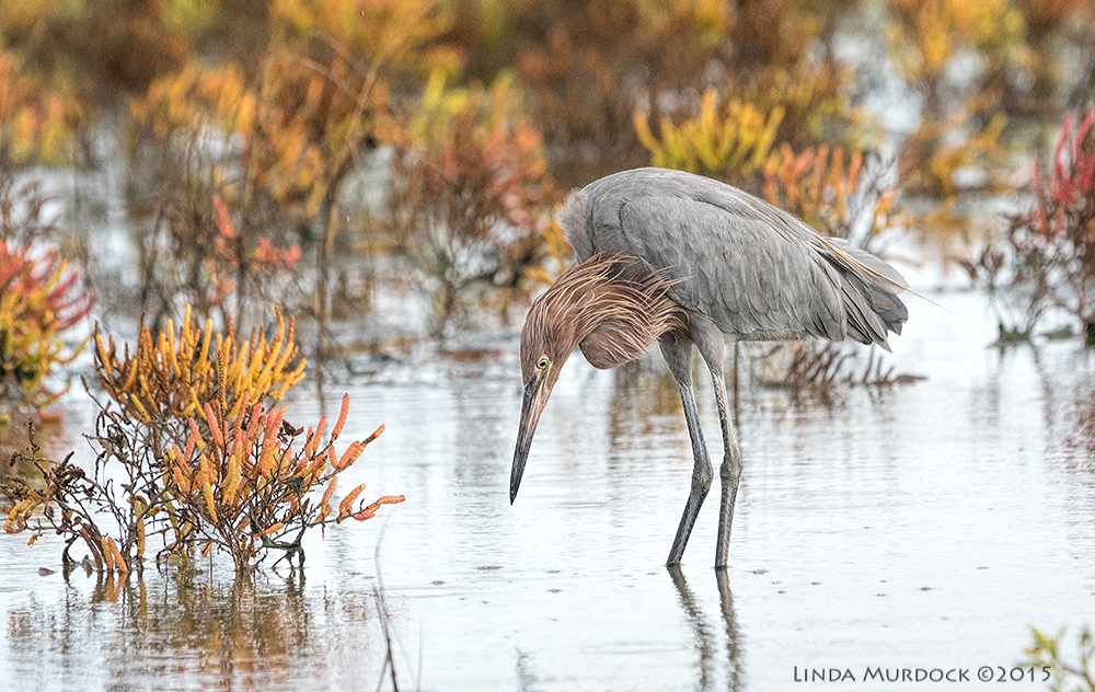 Reddish Egret Sony A77II with Sony 70-400 G2 f/6.3 1/1000 sec ISO 1250