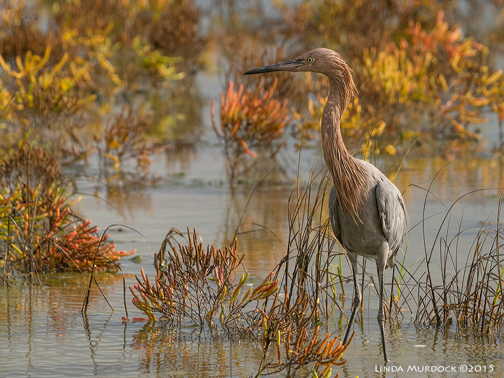 Reddish Egret surveying his kingdom Sony A77II with Sony 70-400 G2 f/7.1 1/1000 sec ISO 400