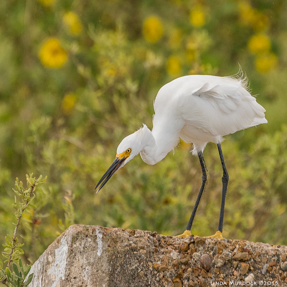 Snowy Egret Sony A77II with Sony 70-400 G2 f/5.6 1/1600 sec ISO 1000