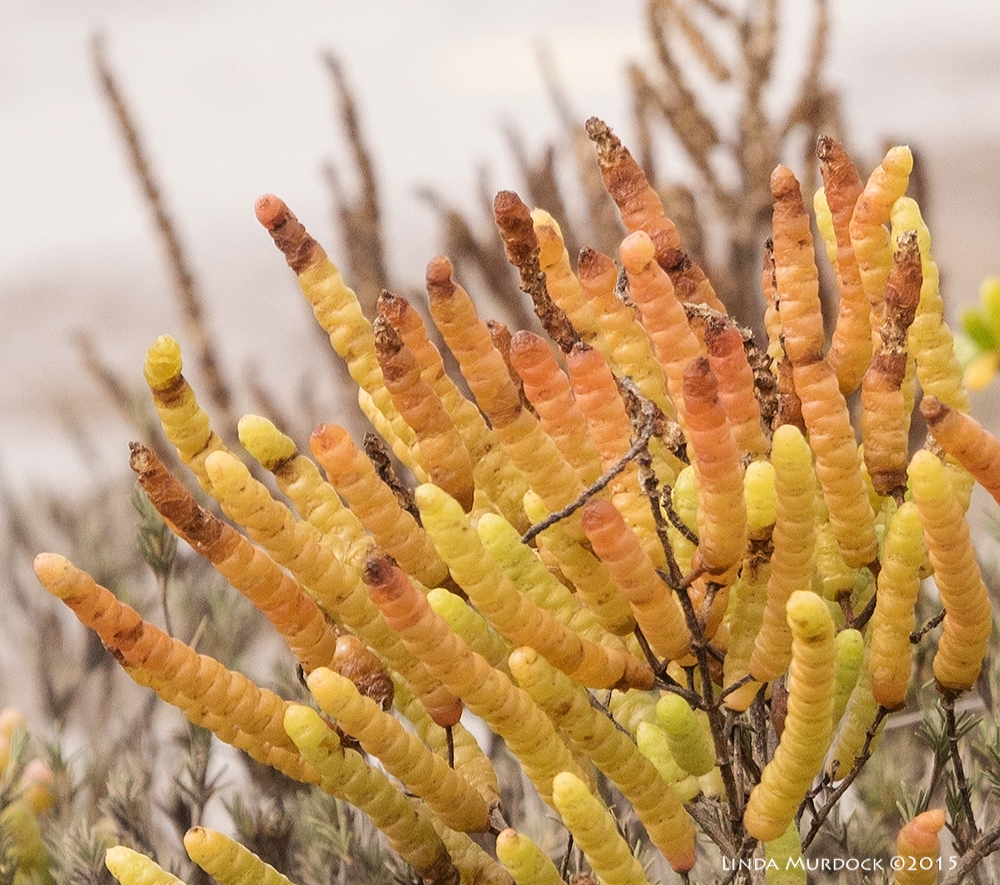 Salicornia or glasswort at close inspection