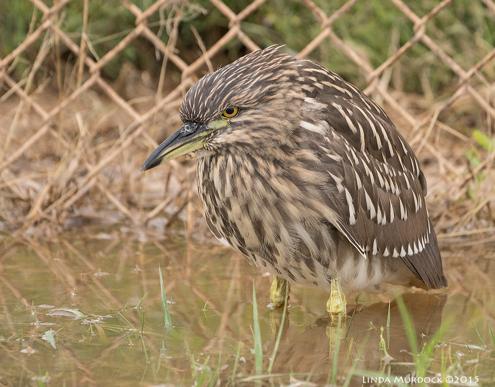He is not mad, they always look like that - Juvenile Black-crowned Night Heron Sony A77II with Sony 70-400 G2 f/5.6 1/400 sec ISO 1250