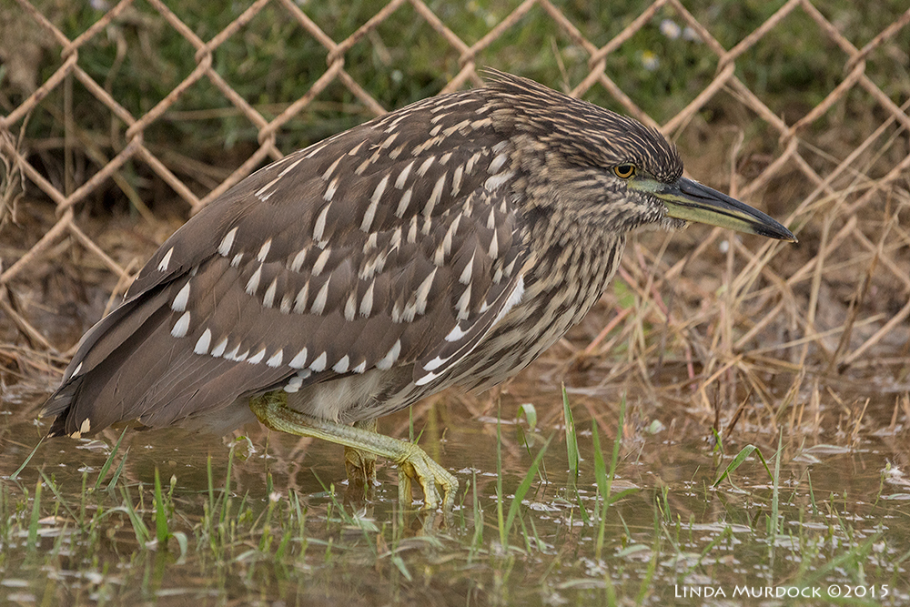 Black-crowned Night Heron on the move Sony A77II with Sony 70-400 G2 f/6.3 1/500 sec ISO 1600