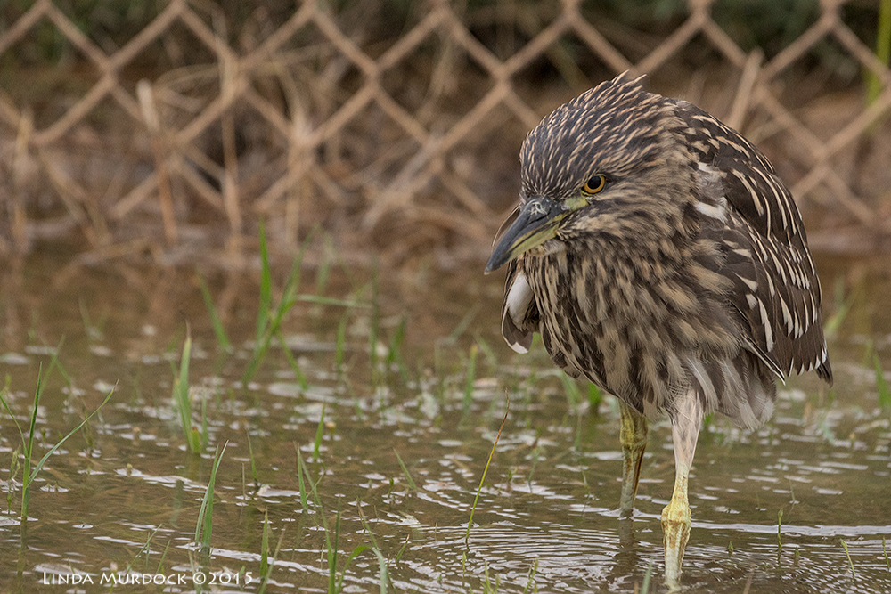Black-crowned Night Heron coming my way Sony A77II with Sony 70-400 G2 f/6.3 1/500 sec ISO 1600