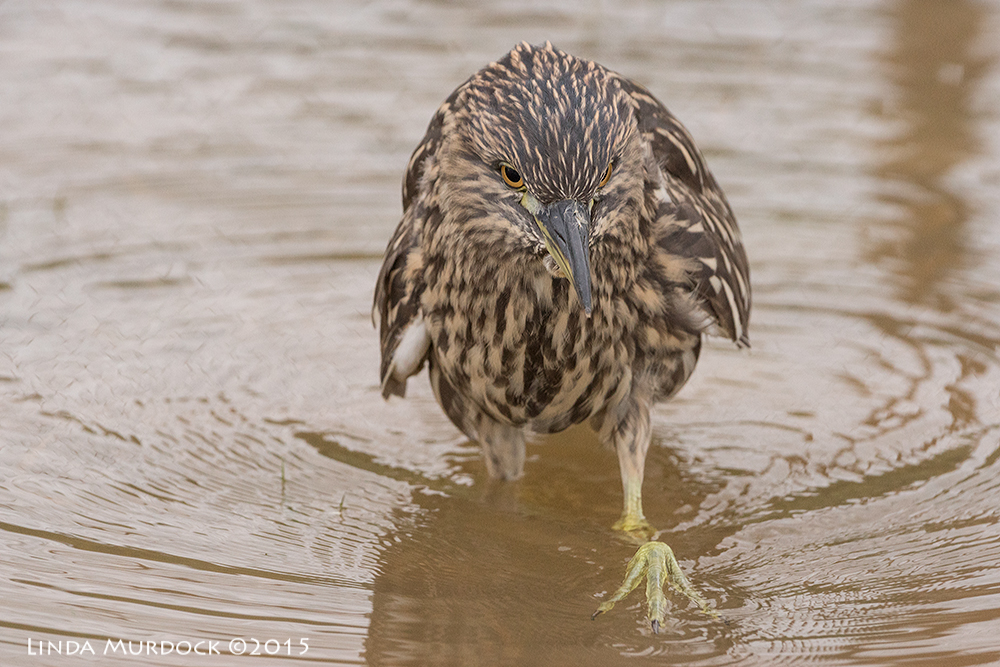 Black-crowned Night Heron getting closer Sony A77II with Sony 70-400 G2 f/6.3 1/500 sec ISO 1600
