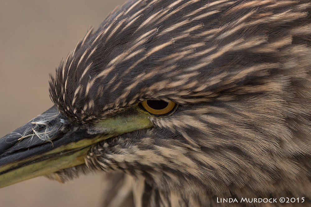 Extreme closeup - not cropped Sony A77II with Sony 70-400 G2 f/6.3 1/500 sec ISO 1600